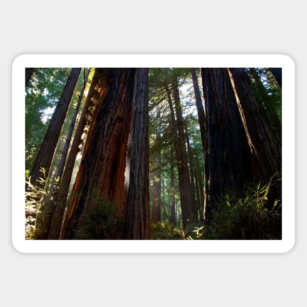 Redwoods Sticker by Jacquelie